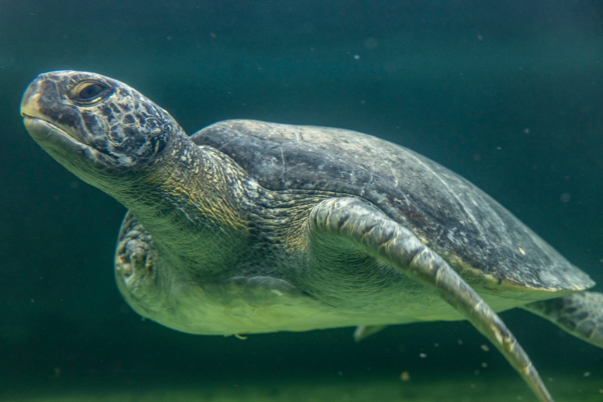 Sea Turtles Are Thriving in a Concrete River in Los Angeles